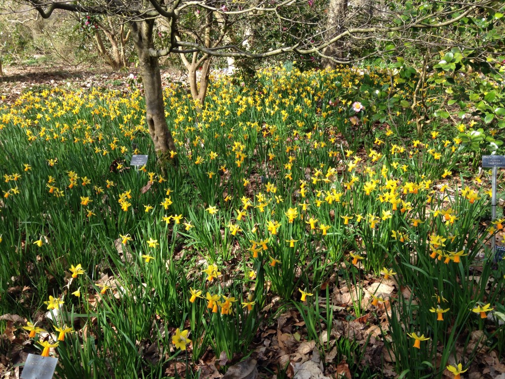 RHS Wisley