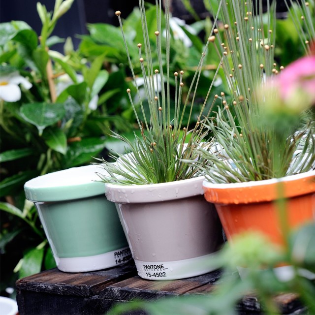 Pantone pots